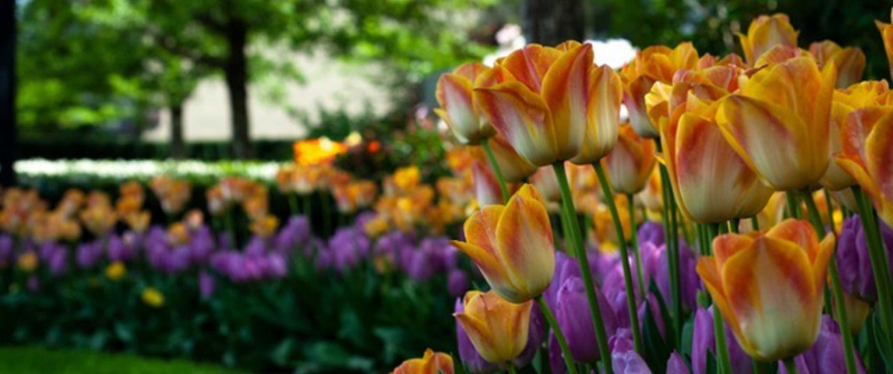 Tulips.