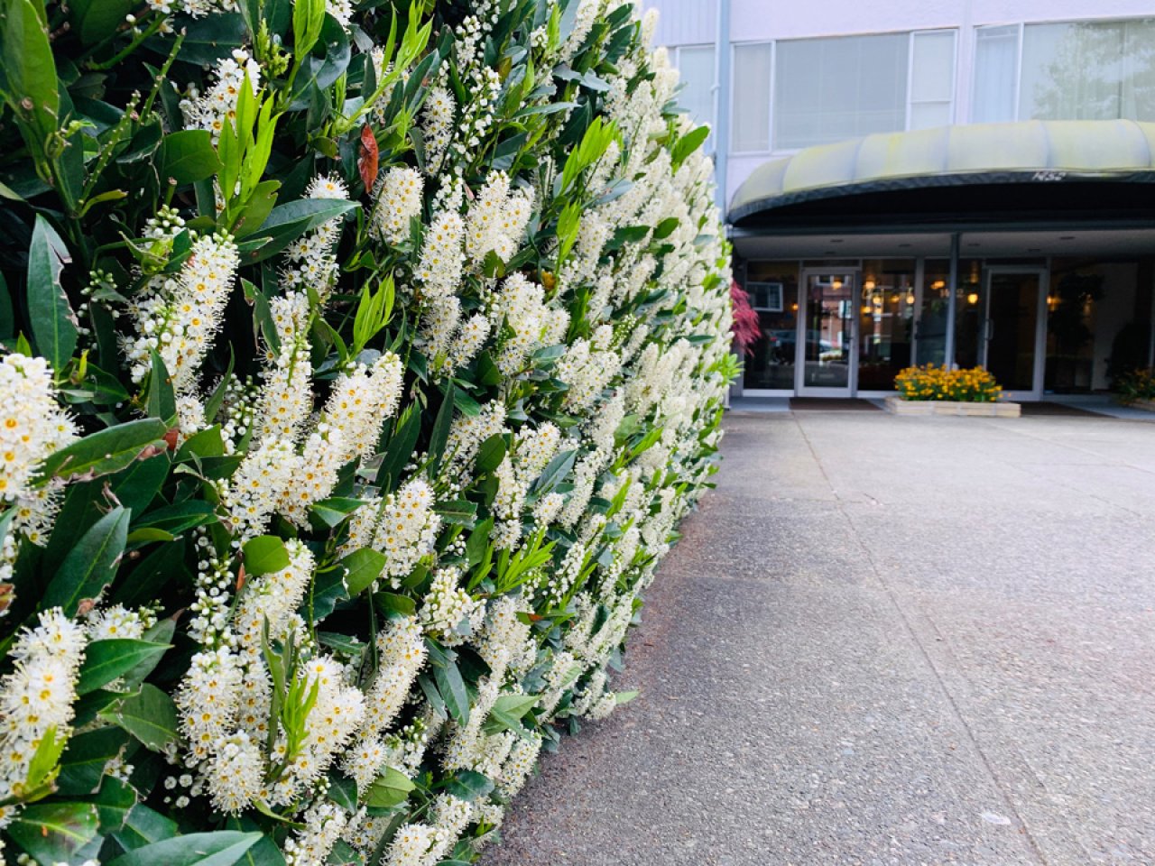 Flower wall.