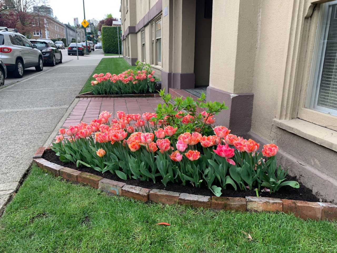 Tulips on the front entrance.